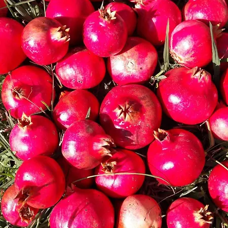 Apartment Kallimos Vasiliki