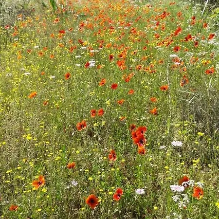 Kallimos Apartment *