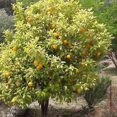 Kallimos Appartamento